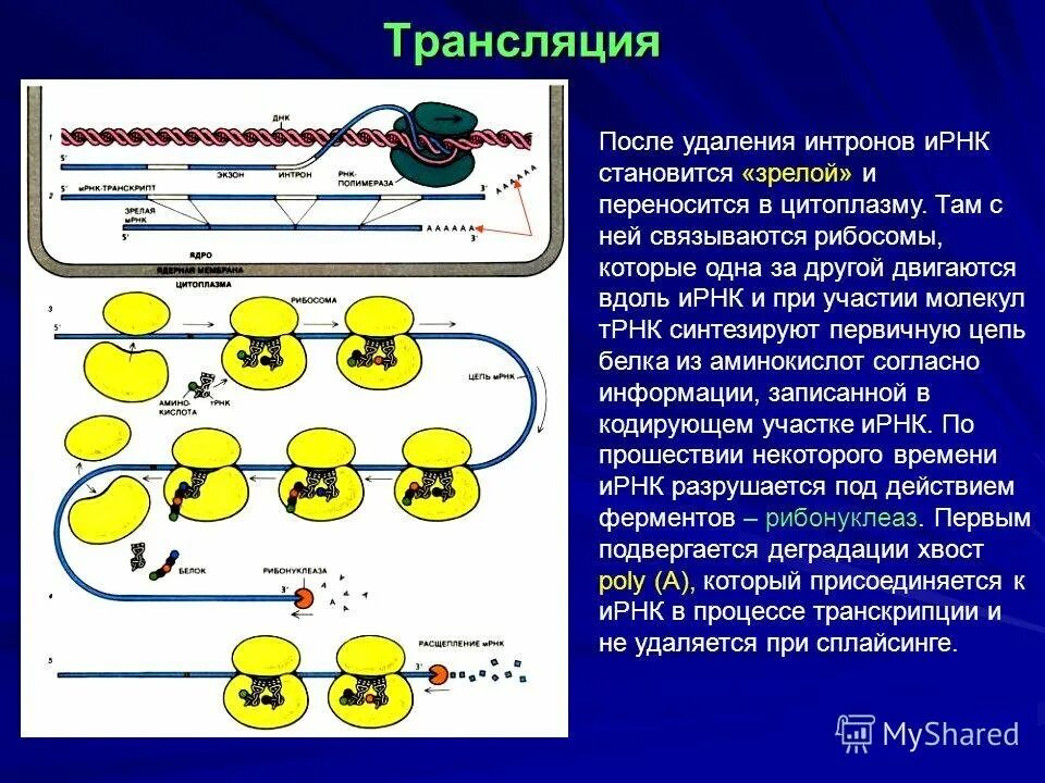 С какой структурой отвечающей за деление содержимого. Схема синтеза белка в рибосоме трансляция. Трансляция РНК на рибосомах. Процесс трансляции на рибосоме схема. Трансляция.