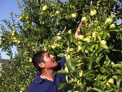 Apple farming