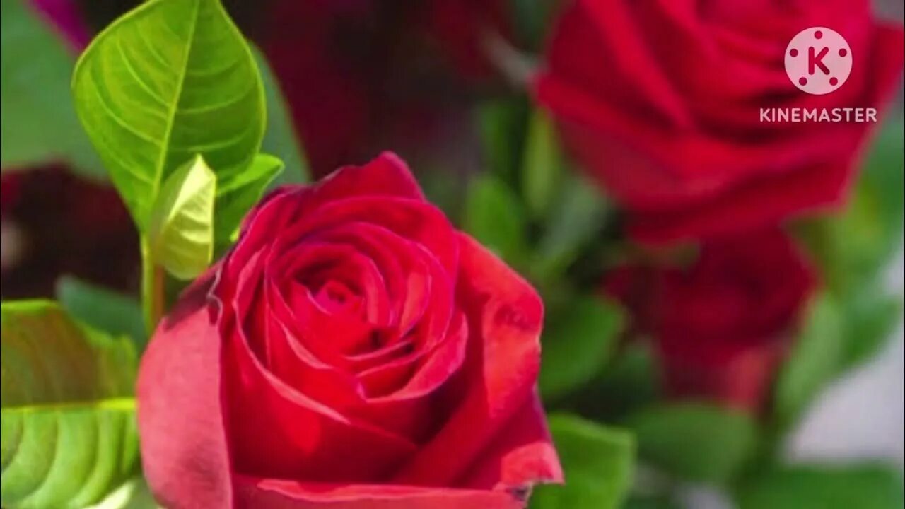Букет красных роз на столе. Бледно розовые розы. Rose b. The best roses. Темно розовые розы.