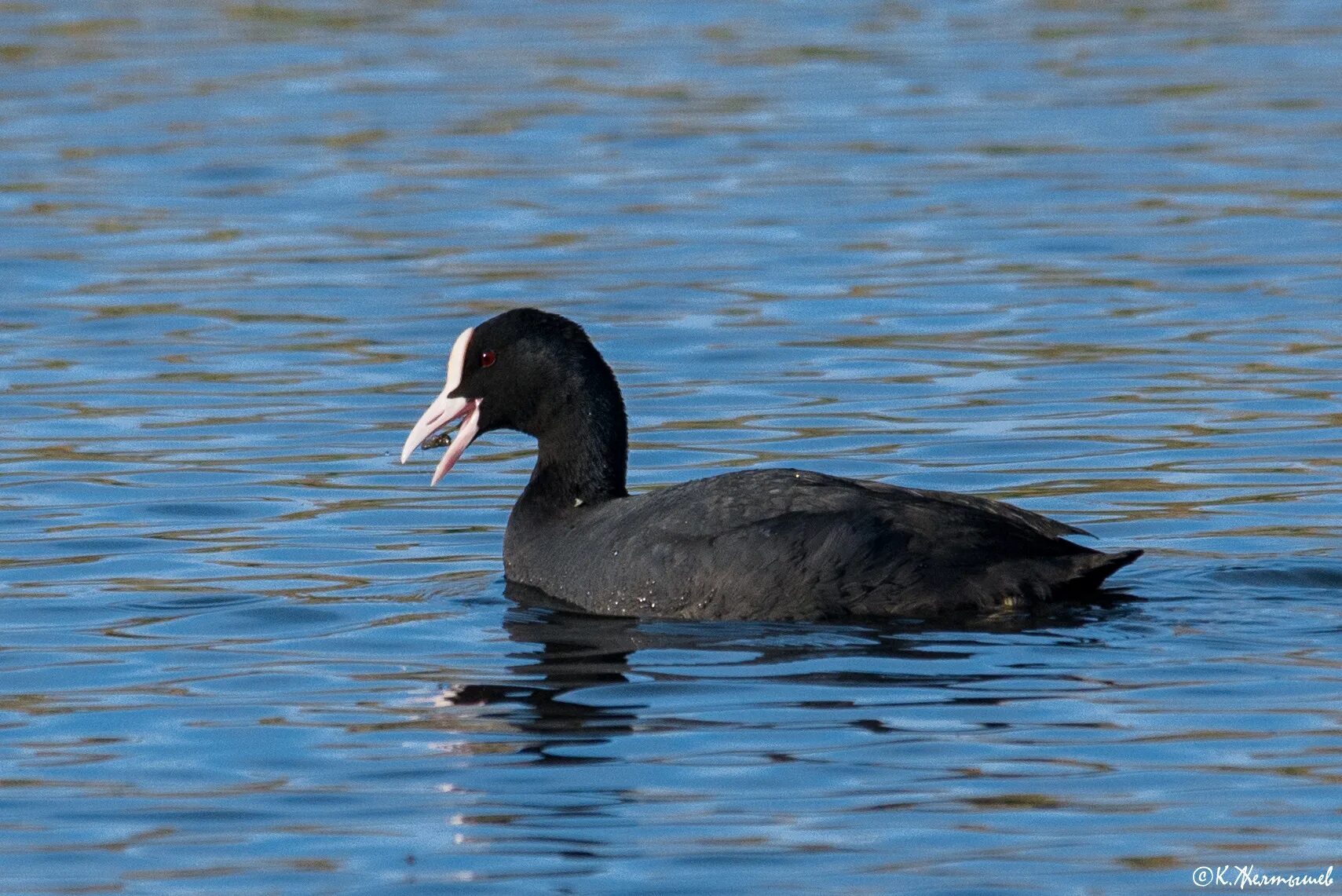 Американская лысуха (Fulica Americana). Лысуха птица. Лысуха лапы. Американская лысуха птица черная.