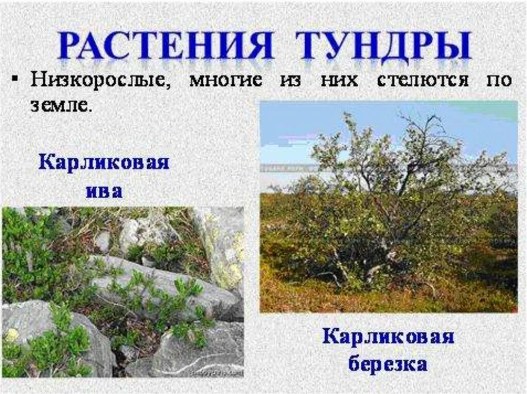 В какой природной зоне растет ива. Карликовая берёза в тундре России. Зона тундра растение карликовая береза. Карликовая берёза в тундре. Растительность тундры в России карликовая берёза.