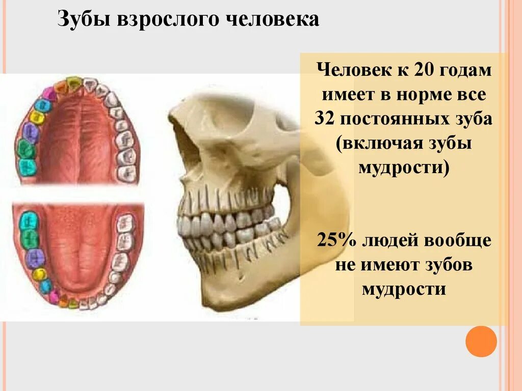 Сколько стоят зубы человека. Зубы человека. Сколько зубов у человека. Сколько зубов у челвоек. Челюсть человека с зубами мудрости.