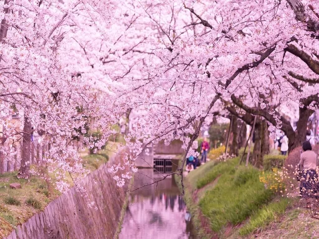 Киото цветение Сакуры. Киото Япония цветение Сакуры. Парк Сакуры в Киото. В Киото Сакуры цветут. Сакура цветет в саду