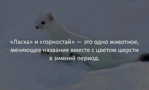 Ты всегда хороша несравненно. Ласка рифма. Рифмы к словам для стихов. Животное ласка описание. Рифма к слову.