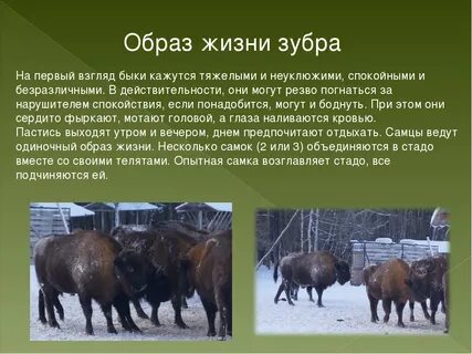 Зубр охраняемая территория окружающий мир