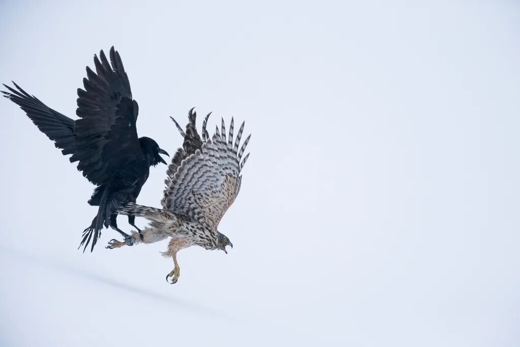 Ястреб атакует. Орел и ворон. Орел и ворон. Читать между вороном и ястребом том 2. Художник-анималист карл брендерс.