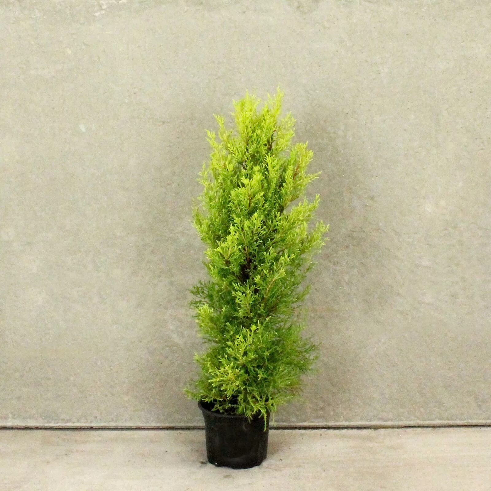 Можно ли кипарис. Кипарисовик комнатный. Кипарис купрессус. Можно ли кипарис. Туя кипарисовик.