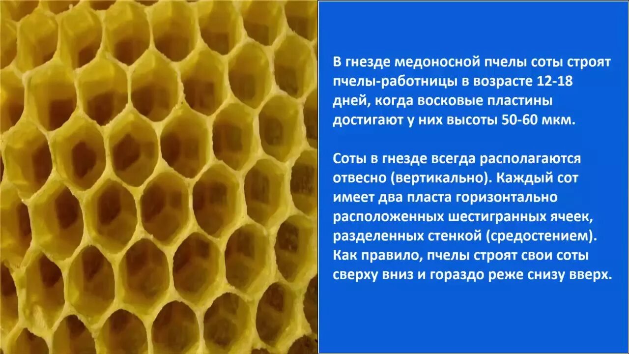 Искусственная восковая основа пчелиных сот 6 букв. Соты пчелиные. Пчелы строят соты. Соты меда. Соты пчел строение.