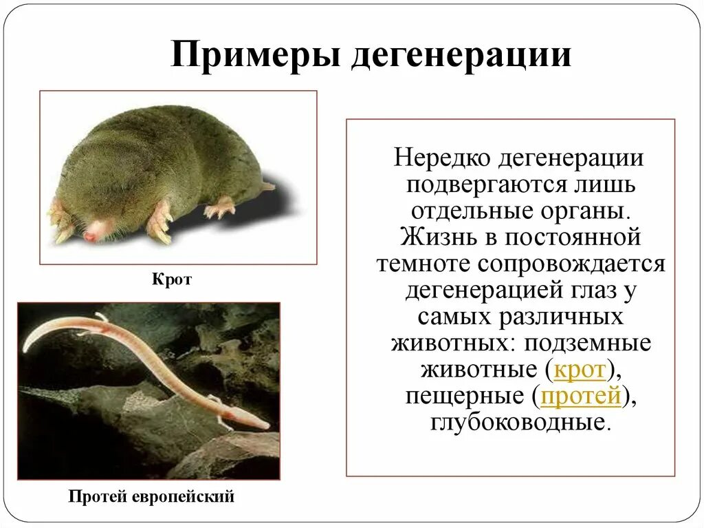 Виды дегенерации. Общая дегенерация примеры. Дегенерация у животных. Примеры дегенерации у животных. Общая дегенерация у растений.