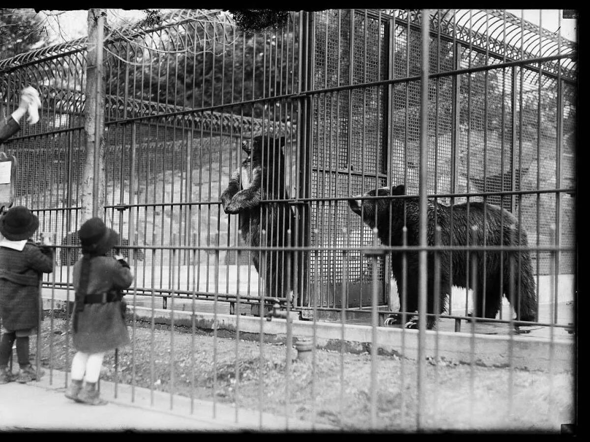 Зоопарки пожертвования. Московский зоопарк в 20 веке. Московский зоосад 1864. Московский зоопарк XIX век. Московский зоопарк 19 век.