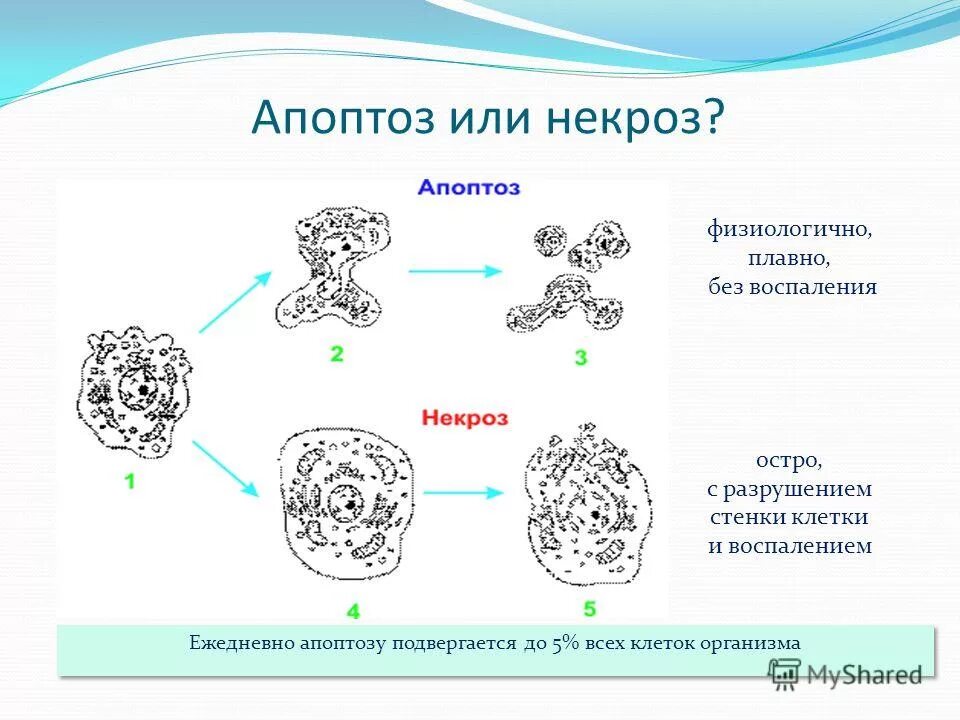 Механизм апоптоза патанатомия. Апоптоз клетки схема. Апоптоз клетки стадии. Схема гибели клеточного ядра при апоптозе. Апоптоз клеток это