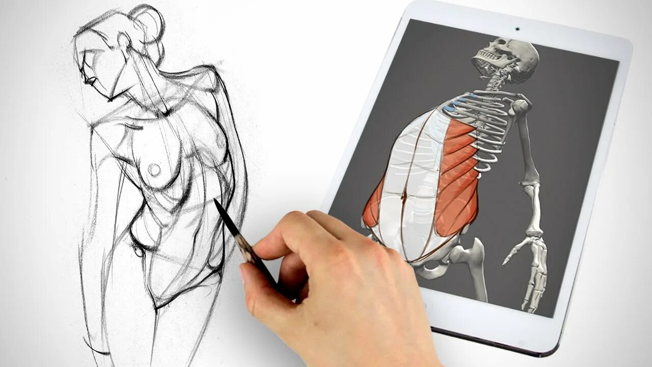 Как выучить анатомию человека. Skelly proko. анатомия для художников. женская анатомия для художников. анатомия человека для художников женщина.