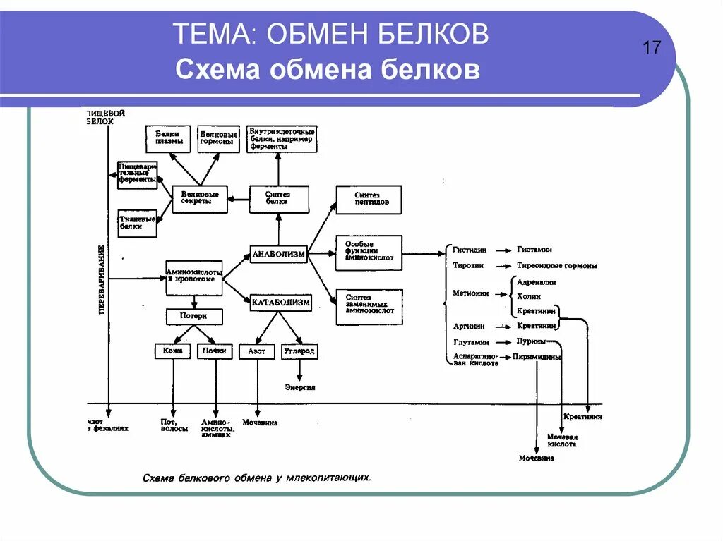 Обмен белков биология. Схема промежуточного обмена белков. Схема исследования белкового обмена. Обмен белков схема 8 класс. Регуляция обмена белков схема.