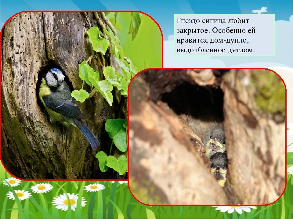 Корм для птиц синичек. Как живут синички. Где живут синицы. Синички улетают на юг. Живая синица.