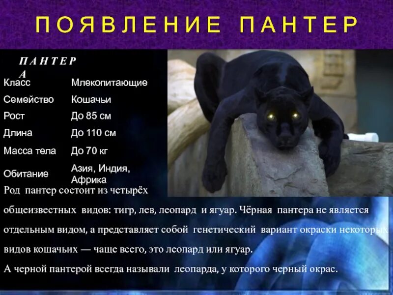 Пантера относится к роду крупных. Классификация пантеры. род пантеры. род пантера классификация. классификация пантеры чёрной.