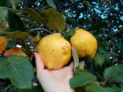 Айва золотое руно