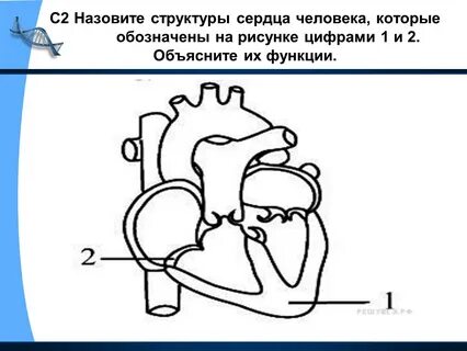 Сердце картинка егэ