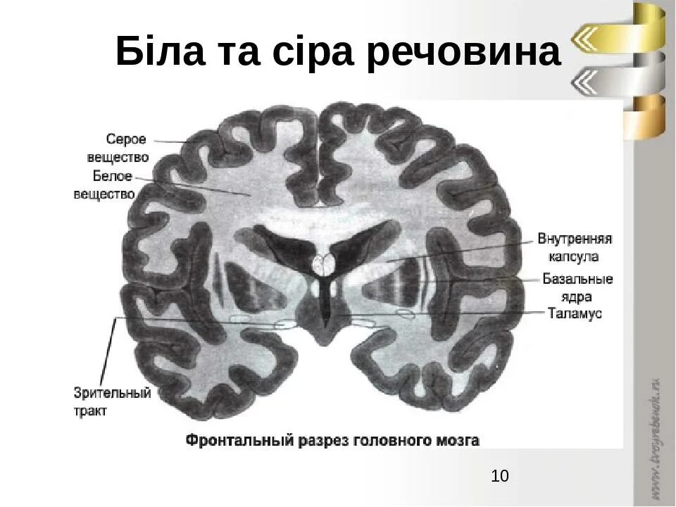 Серое вещество мозга. Серое и белое вещество. Строение серого и белого вещества. Серое и белое вещество головного мозга. Серый мозг латынь