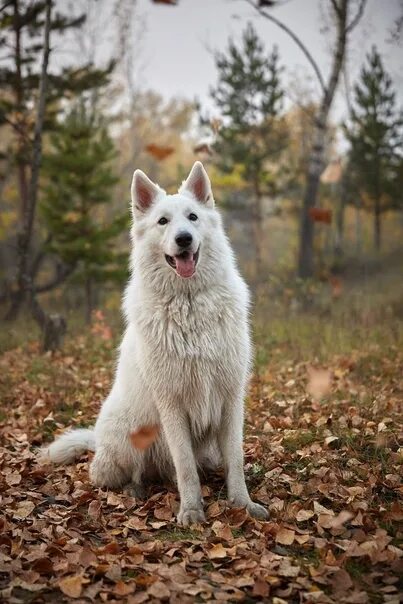 Как выглядит белая овчарка Пин на доске White Shepherd Dog / Berger Blanc Suisse