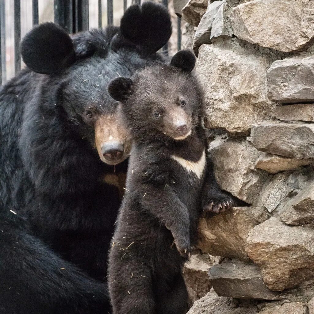 Новосибирский зоопарк. Новосибирский зоопарк Novosibirsk Zoo. Зоологический парк Новосибирск. Новосибирский зоопарк бурый медведь.