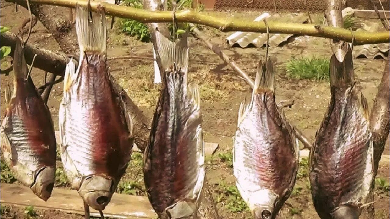Как высушить карасей
