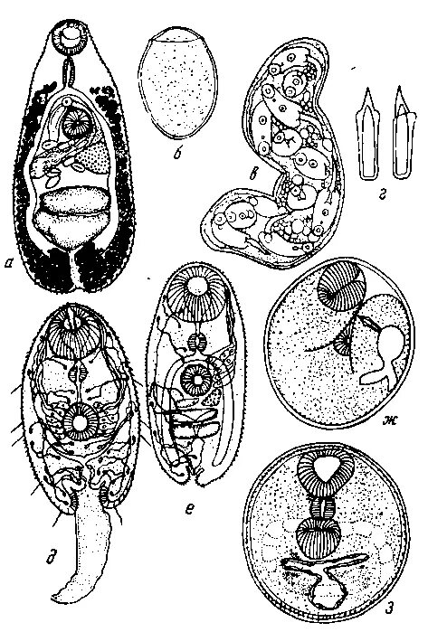 Спороциста редия. Метацеркарии трематод. Марита и метацеркарий. Церкарий метацеркарий. Строение метацеркарии трематод.