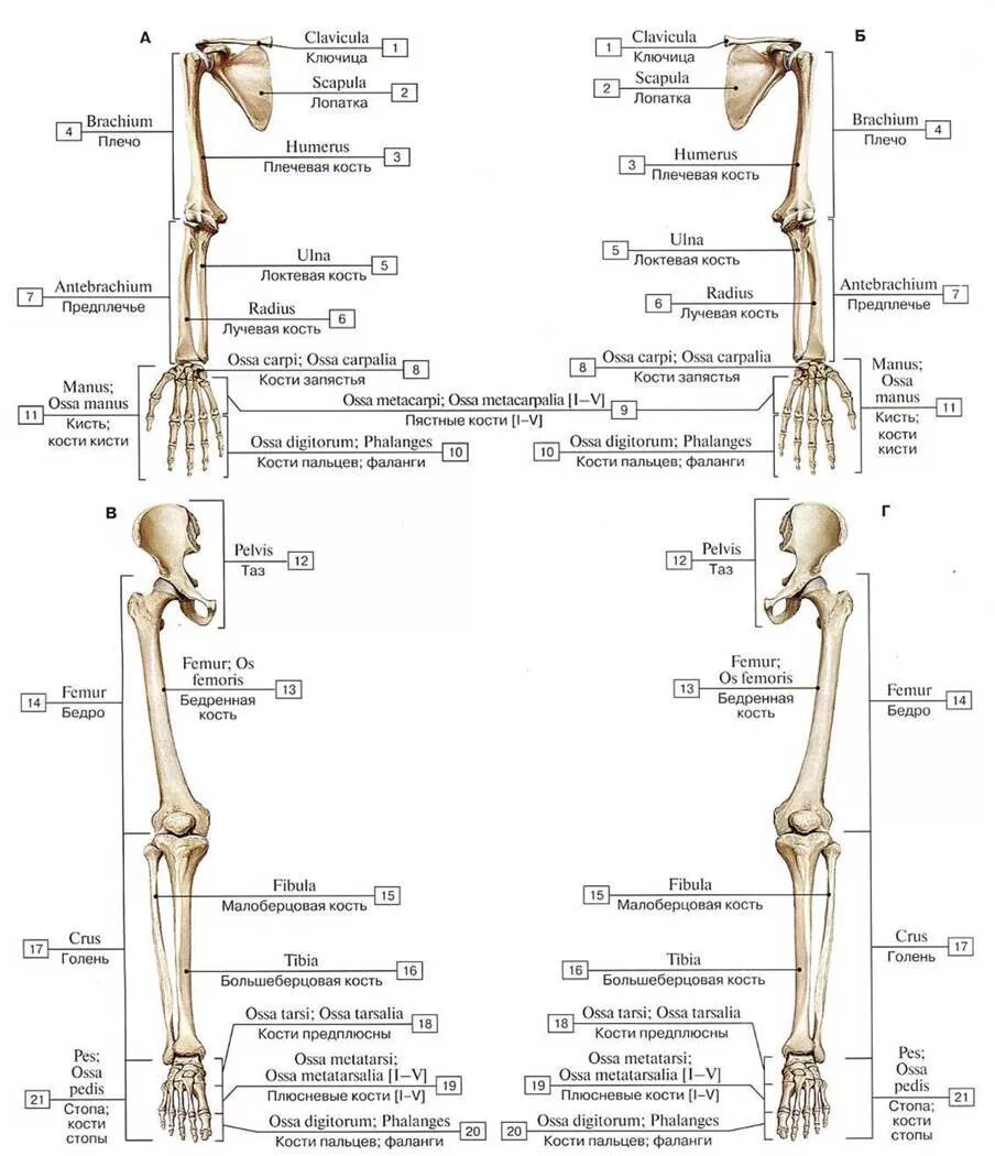 Анатомия кости верхней конечности. Кости верхней конечности анатомия на латыни. Скелет верхней конечности анатомия латынь. Кости верхних и нижних конечностей человека анатомия на латыни. Кости верхних конечностей человека анатомия на латинском и русском.