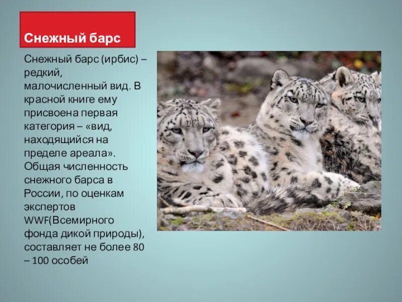 Проект 4 класса животные. Снежный барс ирбис красная книга. снежный барс ирбис красная книга краткое описание. ирбис снежный барс красная книга для детей. животные красной книши.