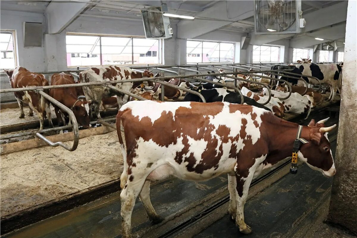 Агро фермер красноярск емельяновский. Фермы в красноярском крае. Коровы сельхозпредприятия. Ранчо шарье где находится. Сельское хозяйство красноярского края.