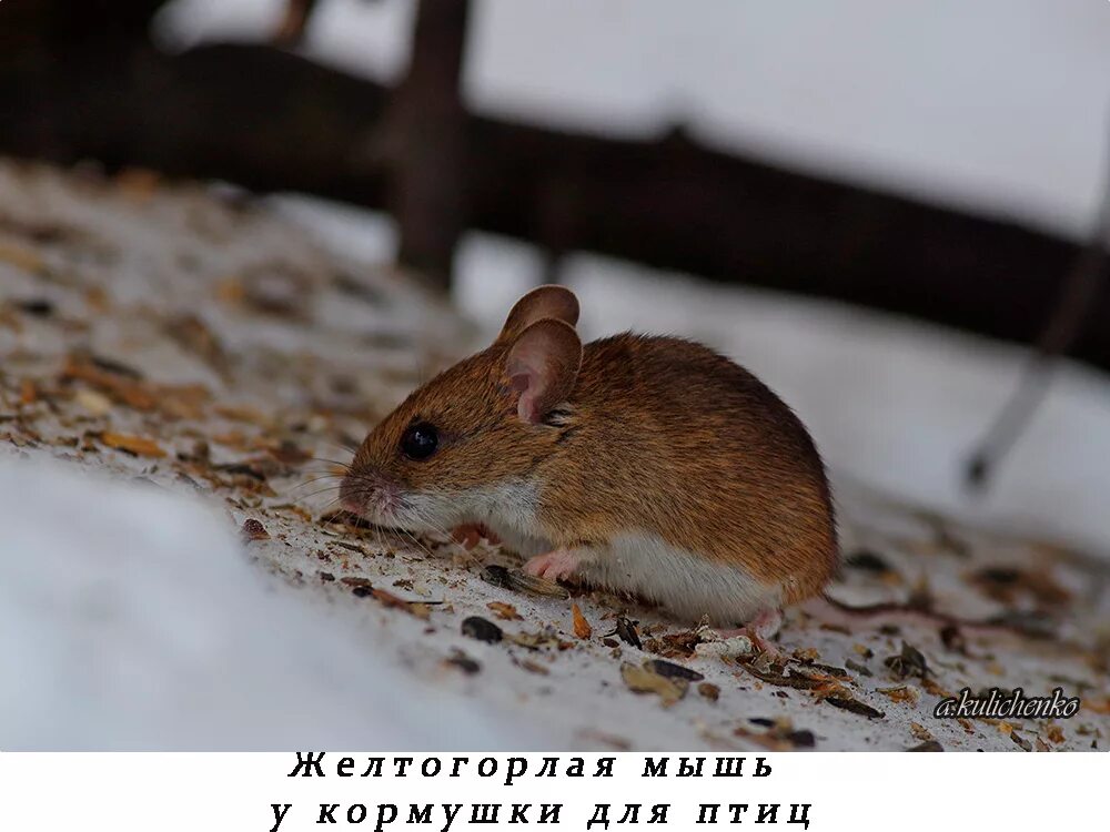 Желтогорлая мышь. Желтогорлая лесная мышь. желтогорлая мышь apodemus flavicollis. мышь желтогорлая в вологодской области. мышь желтогорлая красная книга вологодской области.