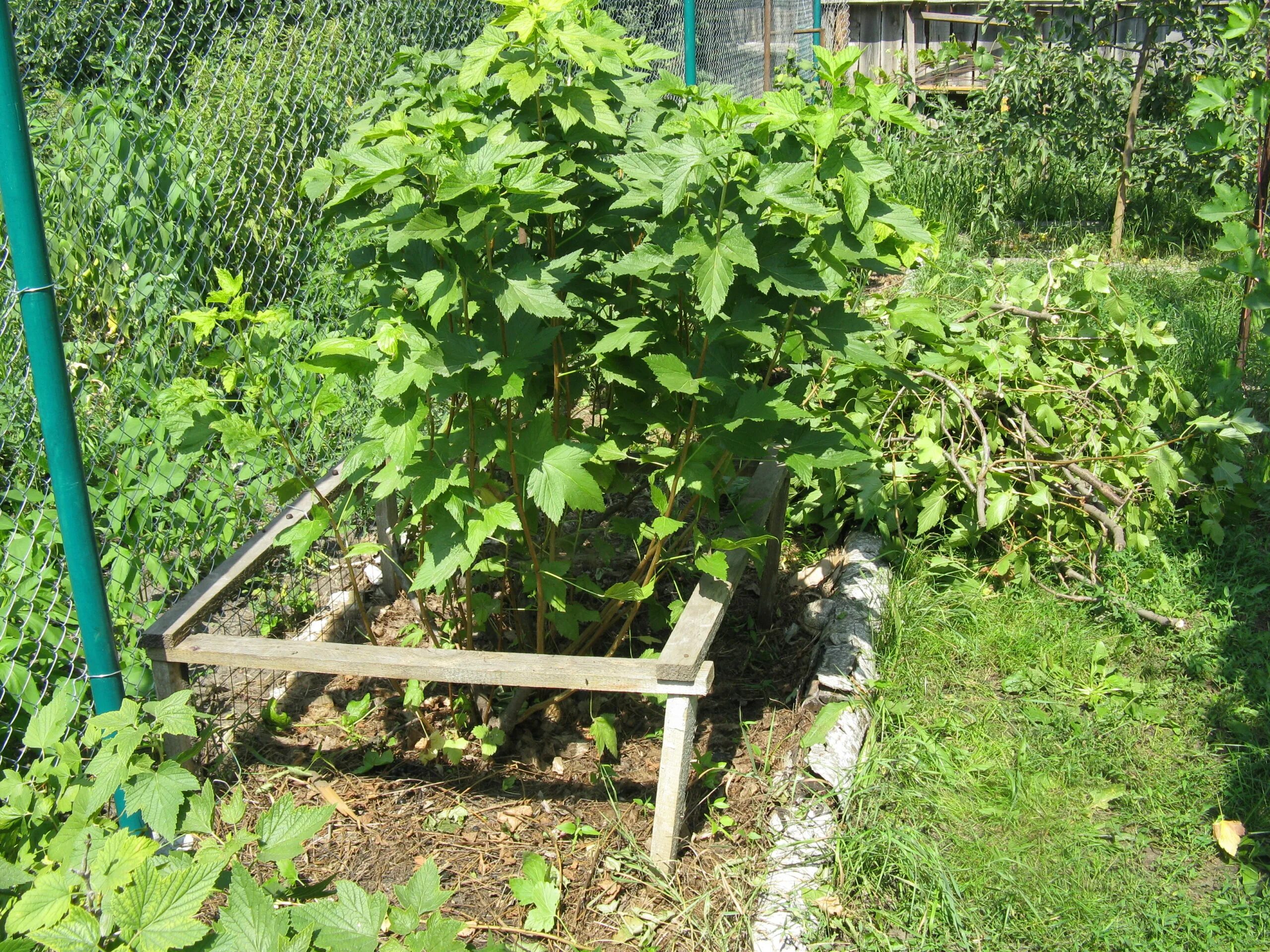 Малинник грядка. Смородина черная куст. Смородина куст мульча. Плодовые кустарники (смородина, крыжовник, жимолость).