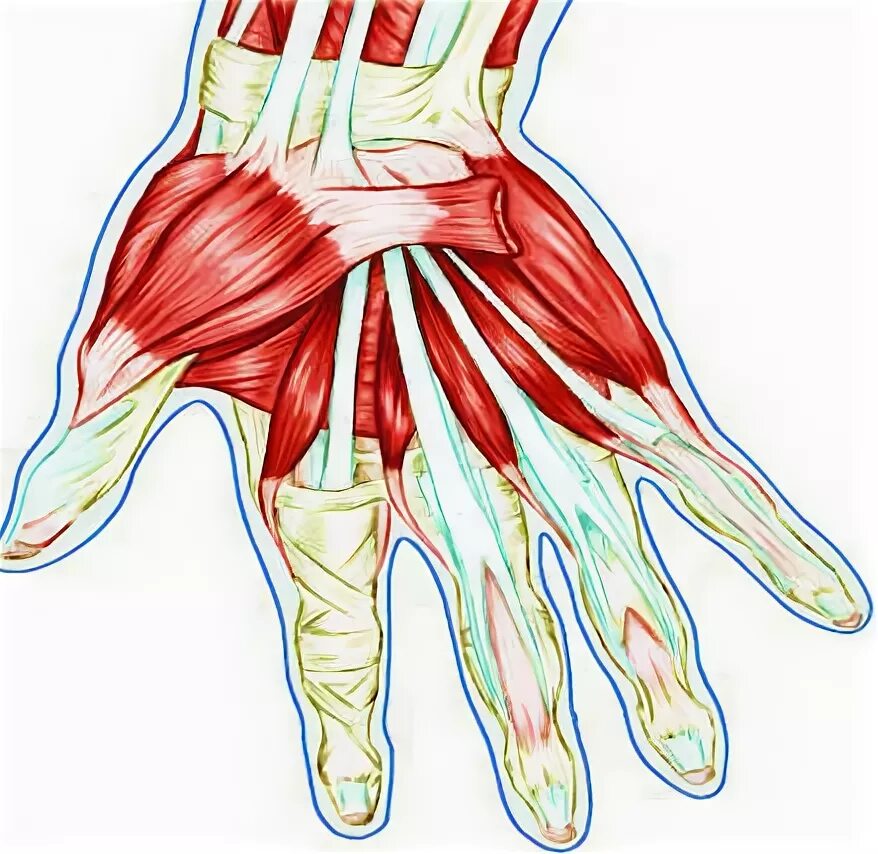 Связки на руке. Сухожилия сгибателей кисти анатомия. Тендинит разгибателей кисти. Тендовагинит разгибателей пальцев. Тендовагинит сгибателей кисти.