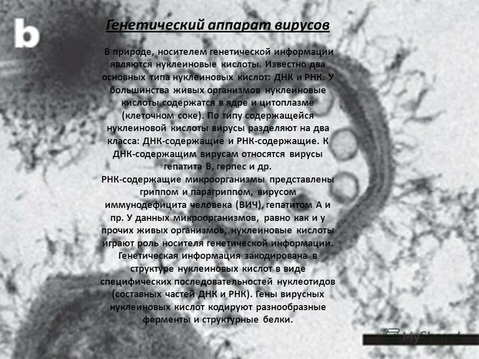 Организация генетического аппарата у вирусов. Организация генетического аппарата у вирусов. Организация генетического аппарата у бактерий. Особенности структурной организации вирусов. Структурная организация генома вируса.