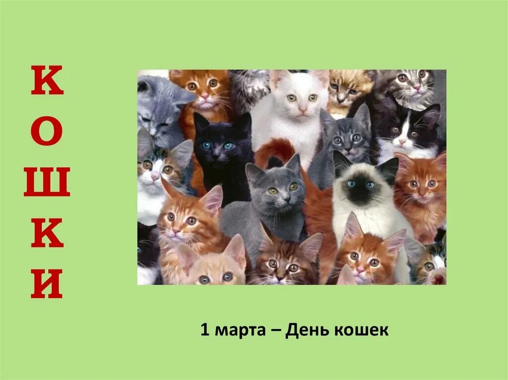 Всемирный день кошек. День кошек 8 августа. День кошек презентация. День кошек в средней группе