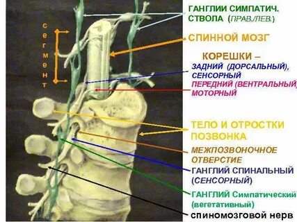 Спинной мозг узлы