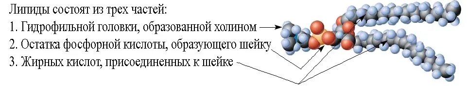 Строения липидов человека. Структура строения липидов. Липиды состав и строение. Строение липидов биология. Хим строение липидов.