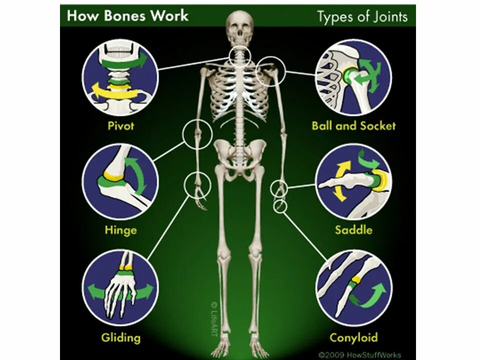 Joint Anatomy. Types of Joints. Types of Joint Anatomy. Classification of Joints.