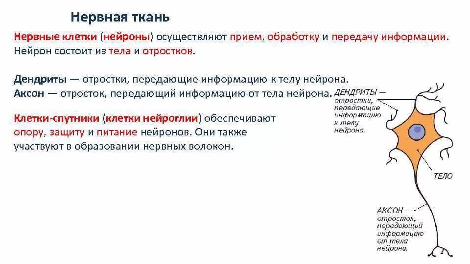 Нервная ткань состоит из собственно нервных. Нервная ткань состоит из. Нервная ткань состоит из нервных клеток. Клетки спутницы нервной ткани. Нервная ткань состоит из нейронов и.