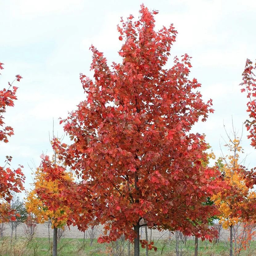 Клен красный brandywine. Acer rubrum red sunset. Клен красный acer rubrum. Acer rubrum red sunset. Смоленск досуговское шоссе красный клен.