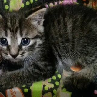 Юла котята