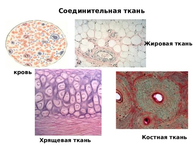 Соединительная ткань жировая хрящевая костная. Хрящевая жировая костная ткань. Соединительная ткань хрящевая костная кровь. Соединительные ткани хрящ костная ткань жировая ткань. Хрящевая ткань животного