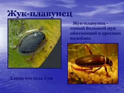 Сообщение об обитателях пресных вод 3 класс