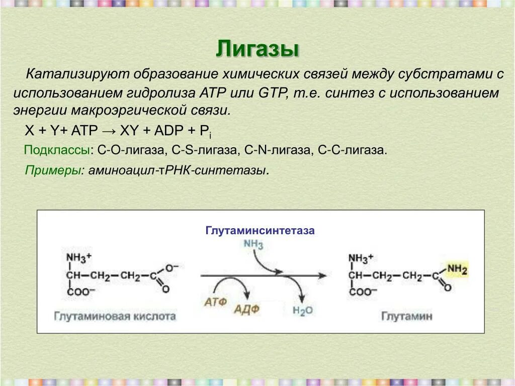 АТФ лигаза. Лигазы синтетазы. Лигазы ферменты пример реакции. Лигаза фермент функции.