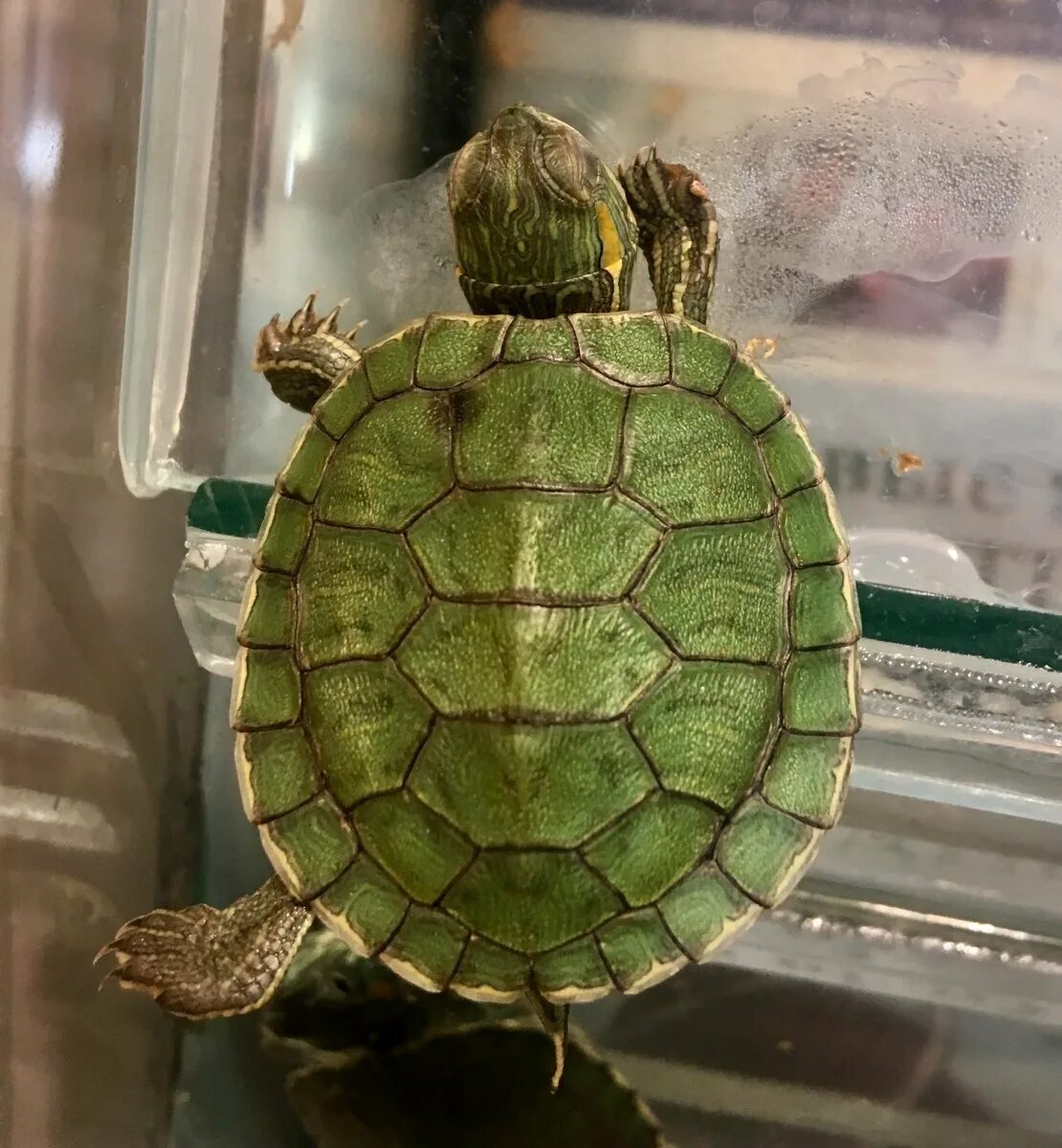 черепашата на панцире. южноазиатская желтобрюхая черепаха. морфы красноухих черепах. панцирь черепахи цвета. цвет черепахи.