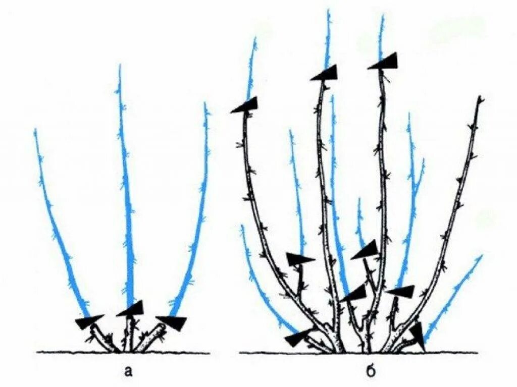 Нужно ли обрезать кусты. Схема обрезки крыжовника. Схема обрезки крыжовника осенью. Подрезка смородины весной формирование. Обрезка куста смородины весной.
