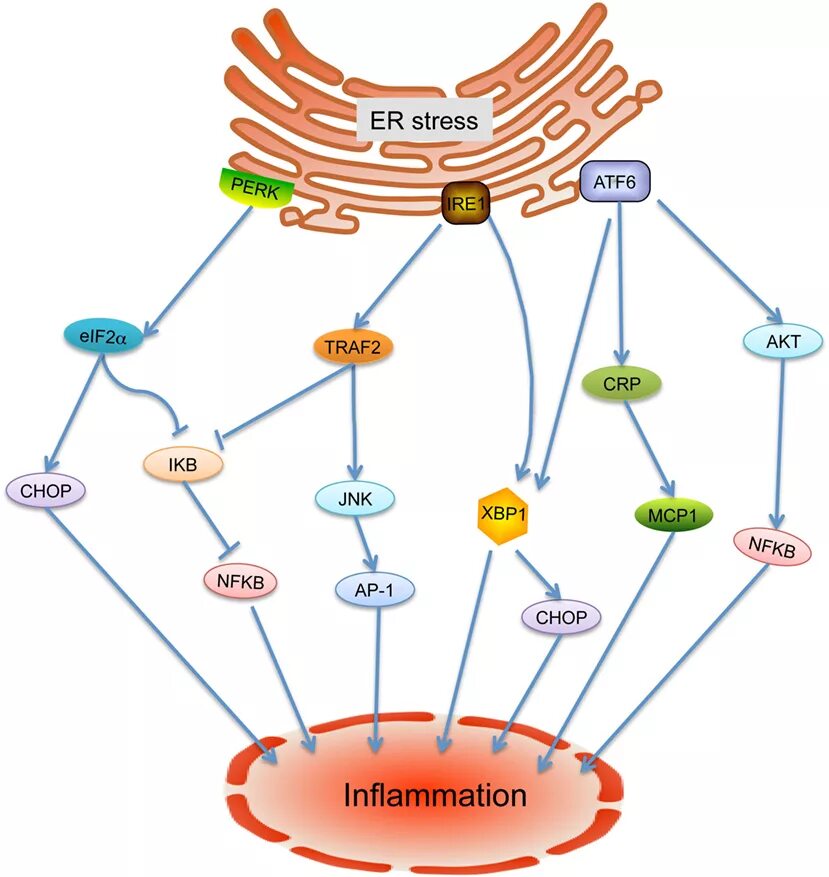 Er stress. Er stress. Glutathione disulfide. Semantic stress. Unfolded protein response статья.
