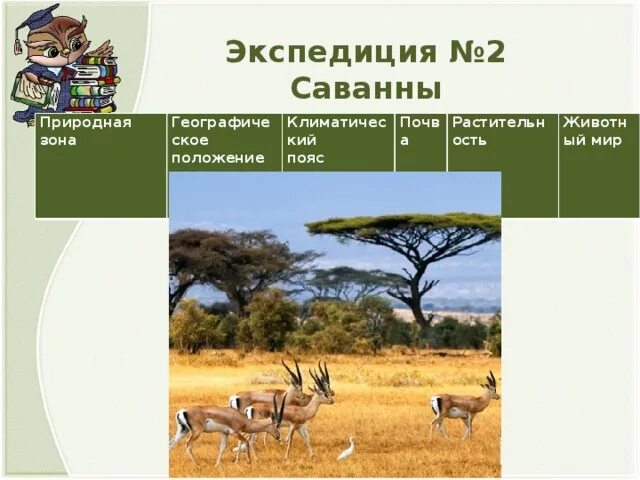 Природные зоны Африки саванны таблица. Природные зоны Африки Саванна географическое положение. Зона саванн растения. Саванна природная зона растения и животные. В какой из указанных природных зон саванны