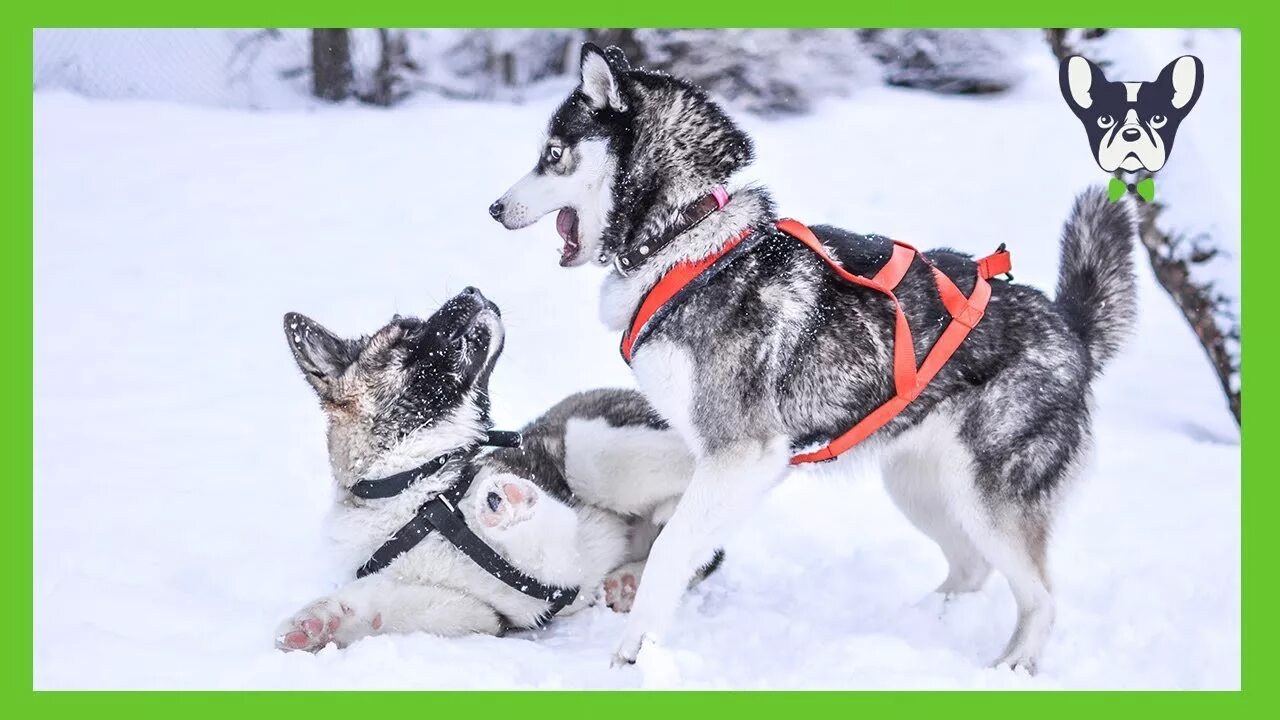 Играющая хаски. Питомник сибирских хаски «dog winter». хаски в упряжке. собаки хаски в упряжках. хаски зимой.