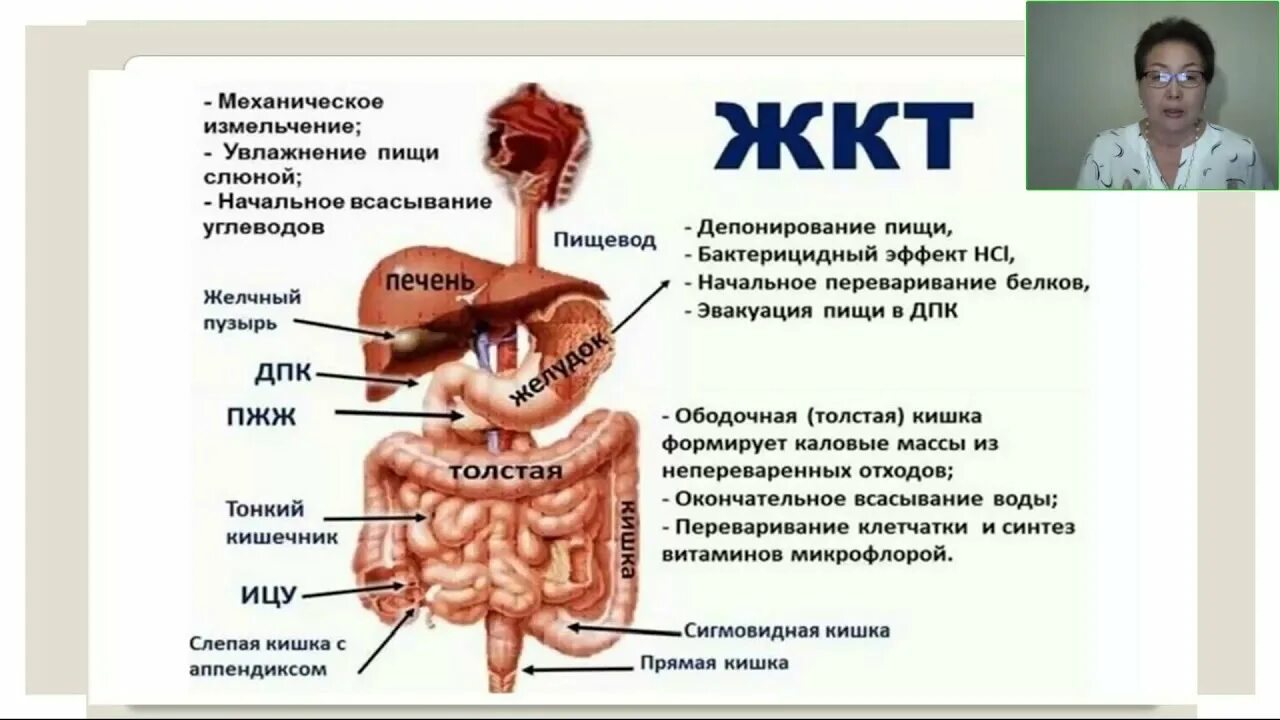 Аэс жкт. Жкт как основа. марафон жкт. жкт основа здоровья. здоровье жкт как основа.