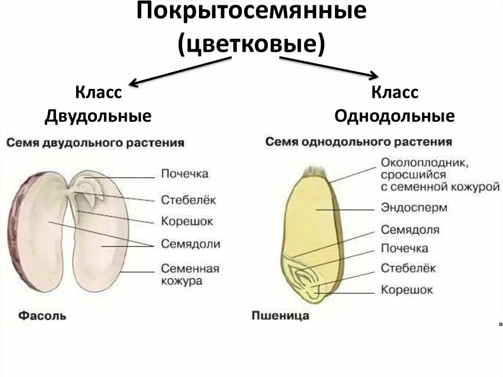 Строение семени покрытосеменных. Строение семени одольного растения рисунок. Строение семян однодольных и двудольных растений. Строение однодольных растений 6 класс биология. Строение семени покрытосеменных растений.